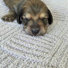 Harvey - Cream male Dachshund puppy in Ashford, Alabama from Circle City Dachshunds