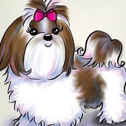 Shih Tzu Puppies from Marlene Kenney's Shih Tzus
