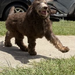 Lindt- Gold - Phantom male Poodle puppy in Copperas Cove, Texas from Poodles of Valor