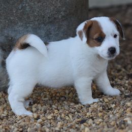Oopsie Girl 3 - White and tan female Russell Terrier puppy in Middletown, Virginia from DBF Russell Terriers