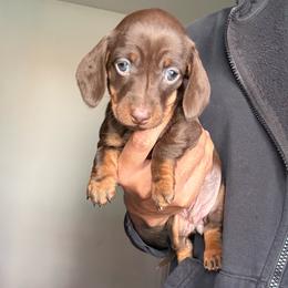 Coco - Chocolate and tan female Dachshund puppy in Moreno Valley, California from rdachshunds