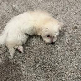 Marley - White male Maltipoo puppy in Dade City, Florida from Watkins Maltipoo's