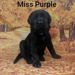 Miss Purple - Black female Labrador Retriever puppy in Lebanon, Pennsylvania from Robertson's Retrievers and Doodles