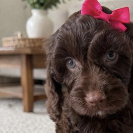 Bernedoodles, Cavapoos, and Goldendoodles from Florida Coast Doodles