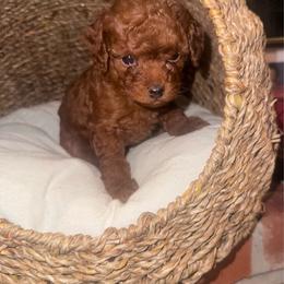Leo - Red  male Poodle puppy in Okc, Oklahoma from Designer Poos By Diva