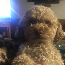 Dachshunds and Poodles from Hounds by Mishelle