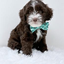 Dani - male Golden Mountain Doodle puppy in Fleming, Colorado from Vandenbark Doodles