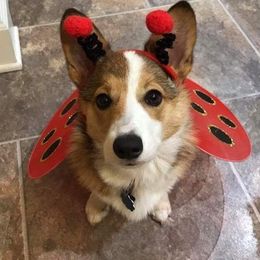 Pembroke Welsh Corgis from Kelly's Corgis