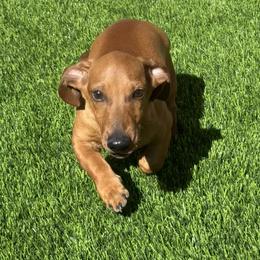 Ziggy - Red male Dachshund puppy in Las Vegas, Nevada from Dachshund House