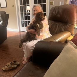 Double Doodle and Morkie Puppies from McCormack Morkies + Merle Doodles