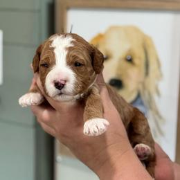 Riley - Red  male Goldendoodle puppy in Wharton, Texas from Little Fur Friends