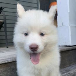 Pomskies and Siberian Huskies from Osiris’s Siberians & Pomskies
