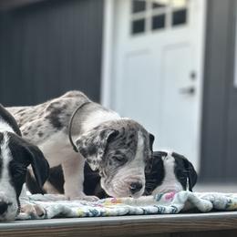 Great Dane Puppies from Catskills Greatest Danes