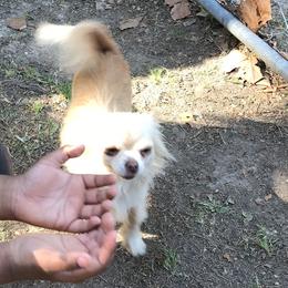 Wynter - Chihuahua