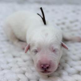 Buck - Brown collar - White male Great Pyrenees puppy in San Marcos, California from Faith Family Freedom Farm