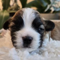 Red Collar-Rocket - Brown and white male Shichon puppy in Upland, California from IDREAMOFPUPPIES