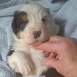 SASSYEAGLE - Black tri-color female Australian Shepherd puppy in Elk Creek, Missouri from Hearts on Fire Australian Shepherds