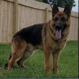 German Shepherd All Grown Up from Haus Der Valkyrie German Shepherds