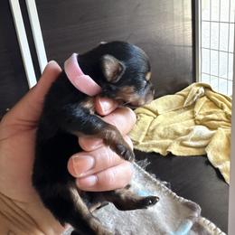 Rose - Black and tan female Yorkshire Terrier puppy in Columbia, Missouri from Keonia's Yorkshire Terriers