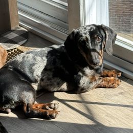 Biscuit - Dachshund