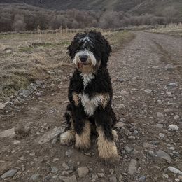 Bernedoodles and Goldendoodles from Legacy Doodles