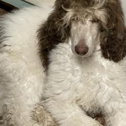 Poodle Puppies from Deblyns Poodles