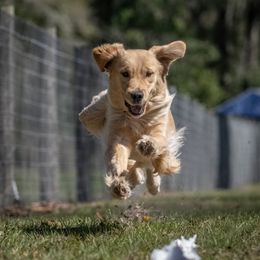 Journey - Golden Retriever