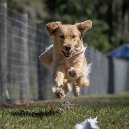 Journey - Golden Retriever