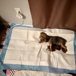 BG4 Traditional - Black and gold female Yorkshire Terrier puppy in Jamestown, North Carolina from North Carolina Maltese, Yorkies & Morkies(previously California Maltese, Yorkies & Morkies)