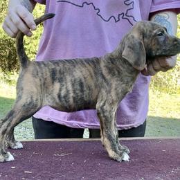 Brindle - Brindle female Mountain Cur puppy in Georgetown, Ohio from Walnut Ridge Mountain Curs