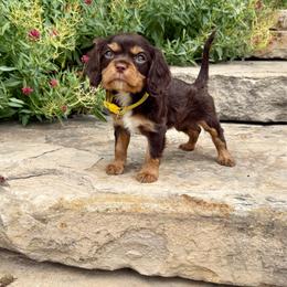 Zlatan - Chocolate male Cavalier King Charles Spaniel puppy in Draper, Utah from Peaks Pups & Cavachon Love Chocolate Cavaliers, Cavaliers, Cavachon’s, Cavapoos & Havanese