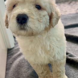 Bat-Man - Cream male Goldendoodle puppy in Pensacola, Florida from Goldendoodles Love You in Pensacola Friend Edition