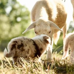 Border Collie and Maremma Sheepdog Puppies from 2J 2K Border Collies