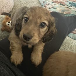 Brown - Sable male Dachshund puppy in Conroe, Texas from Kimberly's Dachshunds