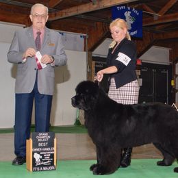 Newfoundland All Grown Up from Shorepath Newfoundlands