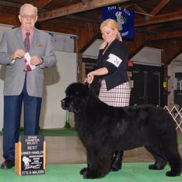 Newfoundland All Grown Up from Shorepath Newfoundlands