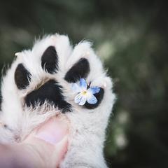 Border Collie, Bordoodle, and Maremma Sheepdog Puppies from 2J 2K Border Collies