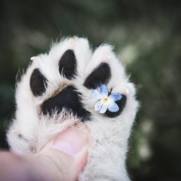Border Collie, Bordoodle, and Maremma Sheepdog Puppies from 2J 2K Border Collies