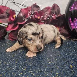 Shock - Black and cream female Dachshund puppy in Martin City, Montana from FleuryDachs