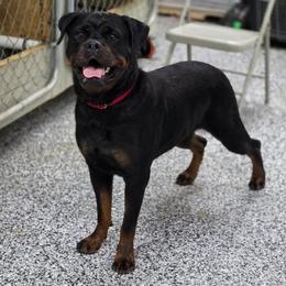 Kiva - Black and mahogany female Rottweiler puppy in Stanton, Kentucky from Vom Hause Alistair