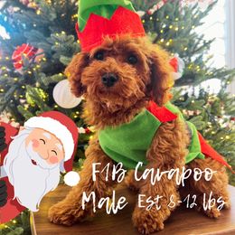 Azur - Red male Cavapoo puppy in West Jordan, Utah from Ruby's Cavapoos