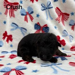 Crush - Black and red male German Shepherd puppy in Coplay, Pennsylvania from By My Side Germans Shepherds & Dobermans