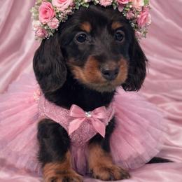 Briar - Black and tan female Dachshund puppy in Clever, Missouri from Autumn Breeze Dachshunds