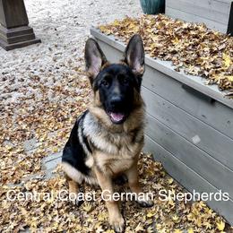 German Shepherd Puppies from Central Coast German Shepherds