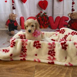 Goldendoodle Puppies from All Tails Entertainment