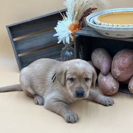 Light Blue - Yellow male Labrador Retriever puppy in Heath Springs, South Carolina from Rich Hill Retrievers
