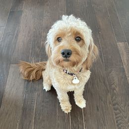 Winnie - Goldendoodle
