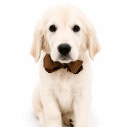 Cooper - Light golden male Golden Retriever puppy in Chicago, Illinois from Urbane Retrievers