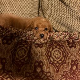 Avery - Apricot female Goldendoodle puppy in Centralia, Missouri from Oodles Of Doodles Mo.