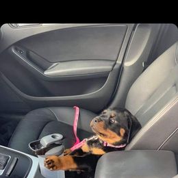 Rottweiler Puppies from Rose Red Rottweilers